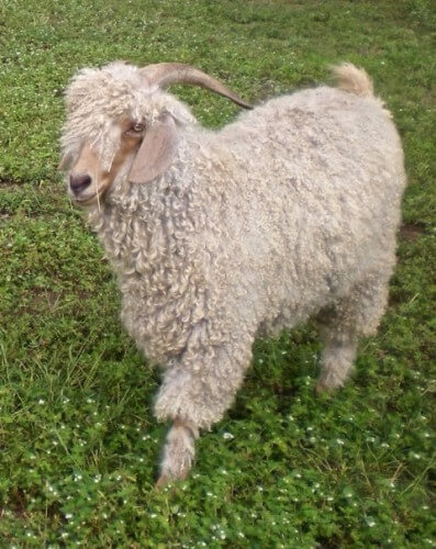 Beautiful Angora Goat