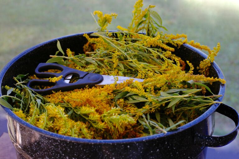 Fall Time is Natural Dye Time